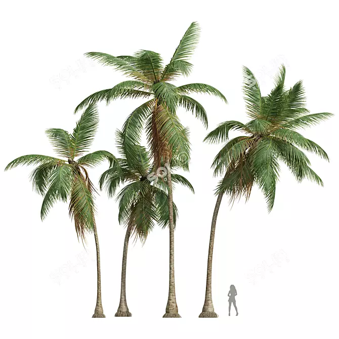 Coconut Tree 3D Models Pack 3D model image 1