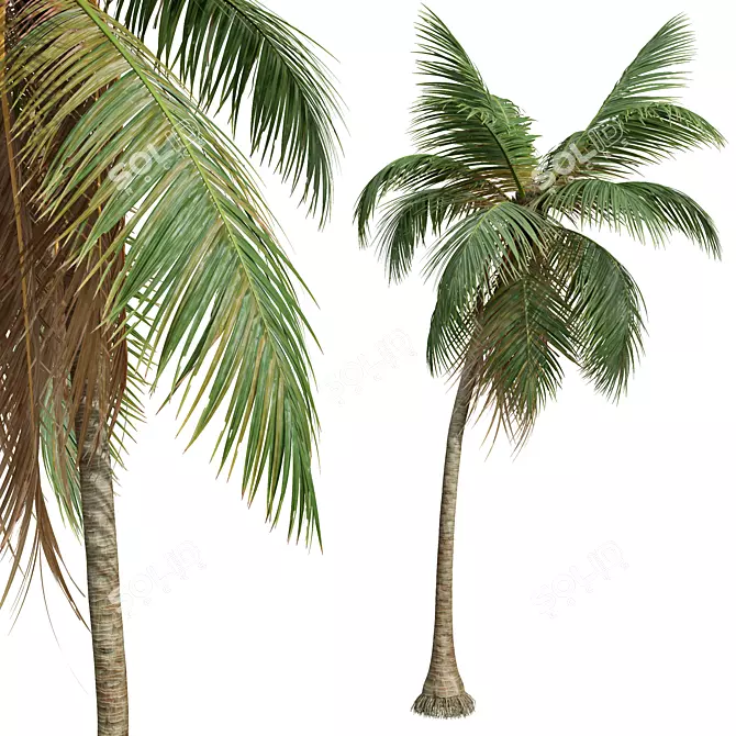 Coconut Tree 3D Models Pack 3D model image 2