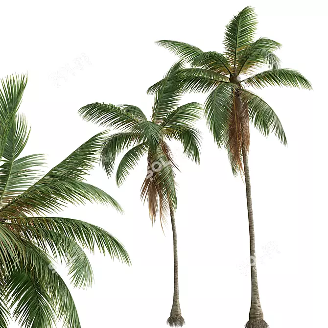 Coconut Tree 3D Models Pack 3D model image 3