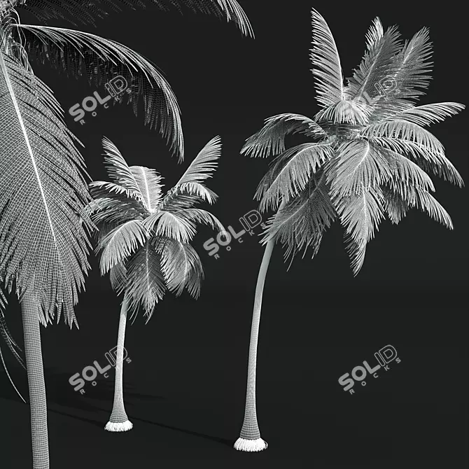 Coconut Tree 3D Models Pack 3D model image 4