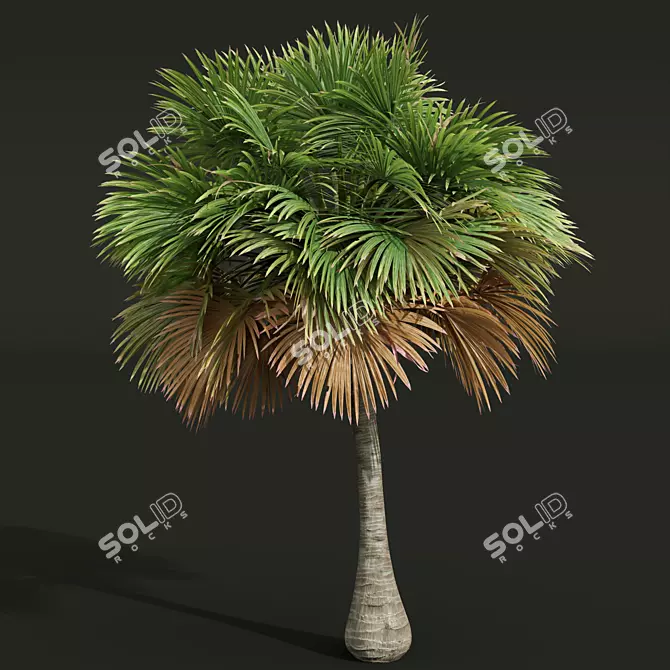 Exquisite Borassus Flabellifer Tree Model 3D model image 3