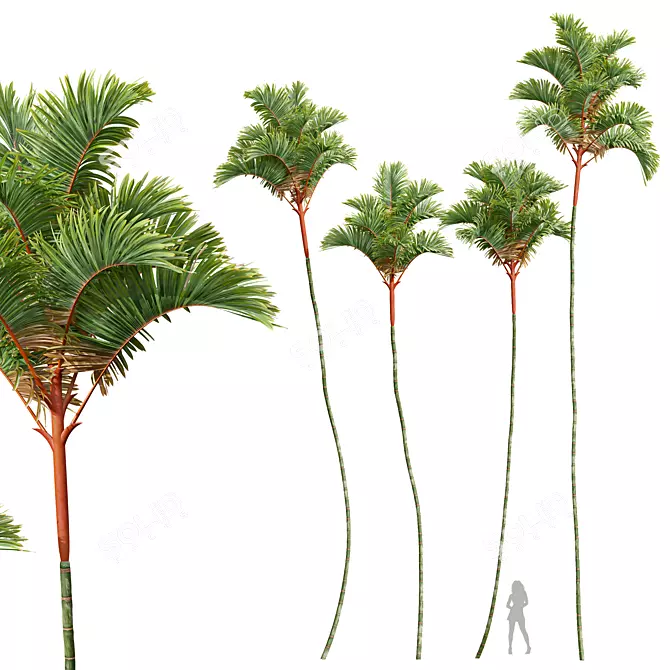 Lipstick Palm 3D Plant Model 3D model image 1