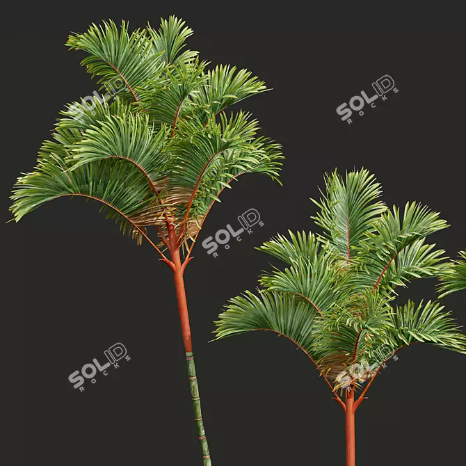 Lipstick Palm 3D Plant Model 3D model image 2