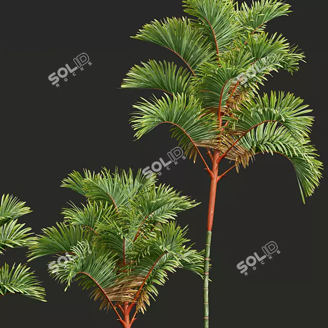 Lipstick Palm 3D Plant Model 3D model image 3