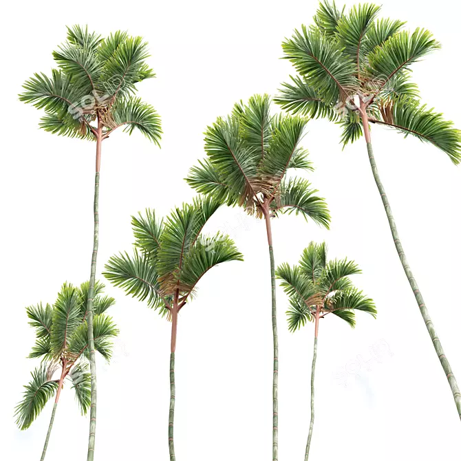 Lipstick Palm 3D Plant Model 3D model image 4