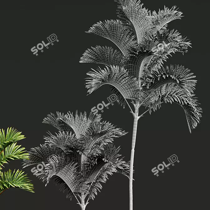 Lipstick Palm 3D Plant Model 3D model image 5