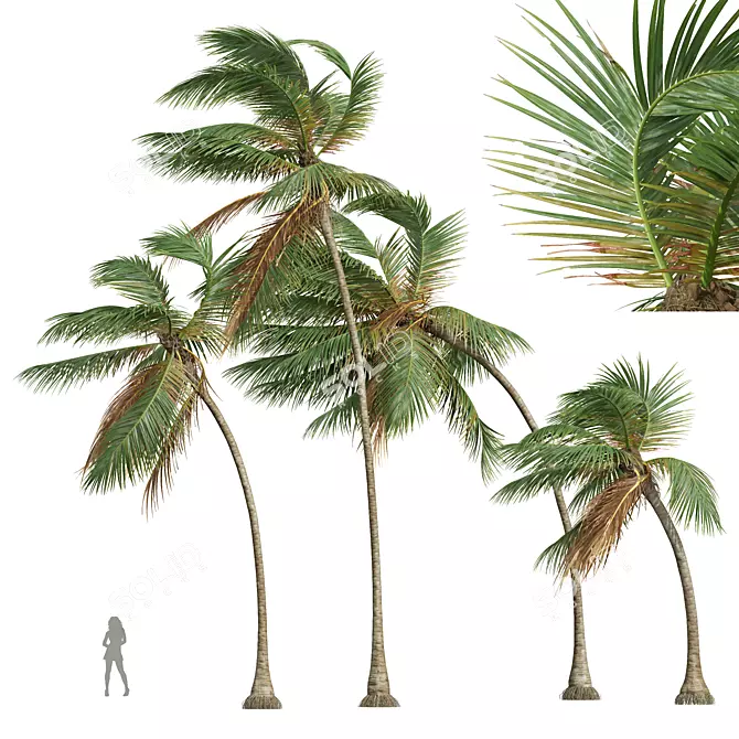 Tropical Coconut Palm Tree Model 3D model image 1