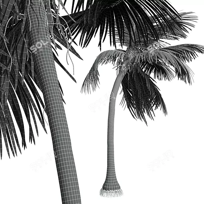 Tropical Coconut Palm Tree Model 3D model image 4