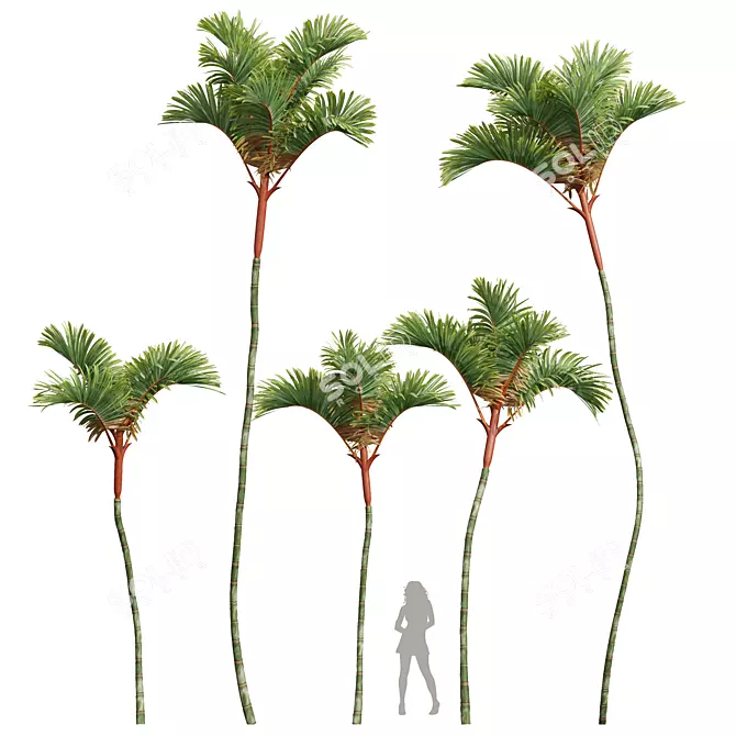 Lipstick Palm 3D Plant Model 3D model image 1