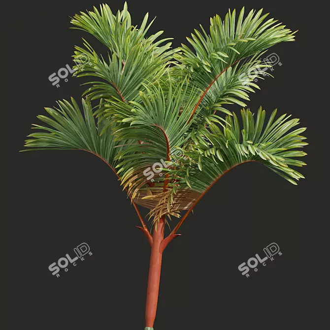 Lipstick Palm 3D Plant Model 3D model image 2