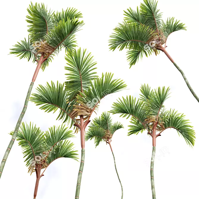 Lipstick Palm 3D Plant Model 3D model image 3