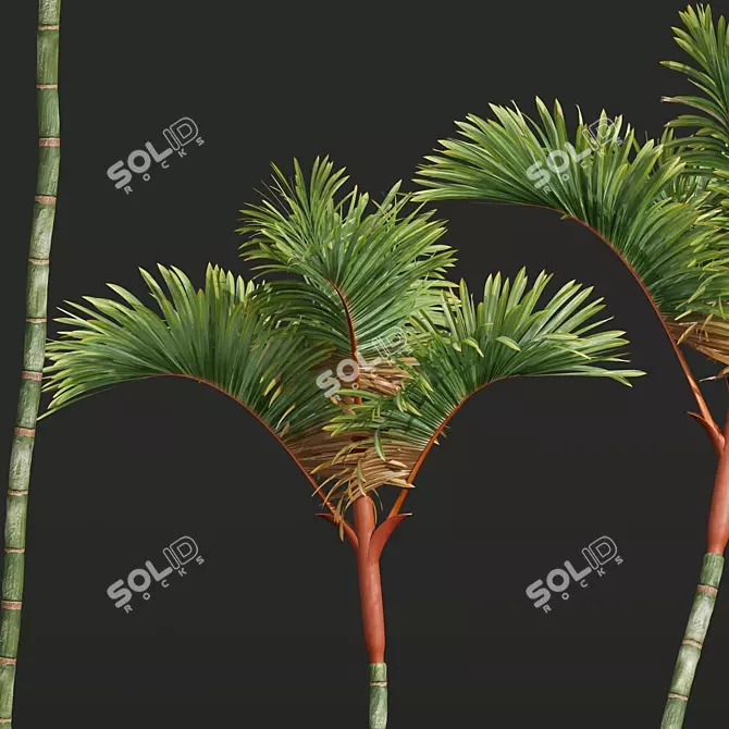 Lipstick Palm 3D Plant Model 3D model image 4