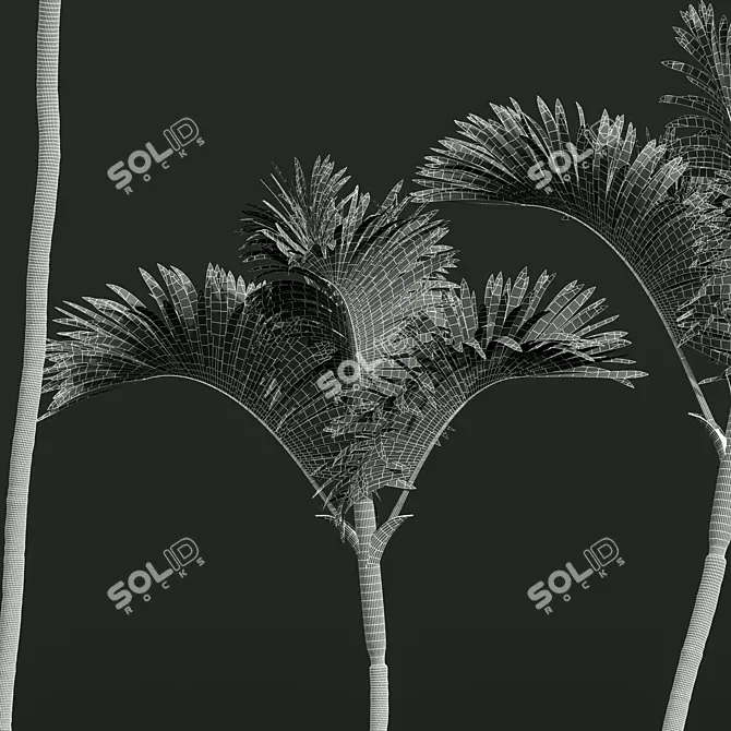 Lipstick Palm 3D Plant Model 3D model image 5