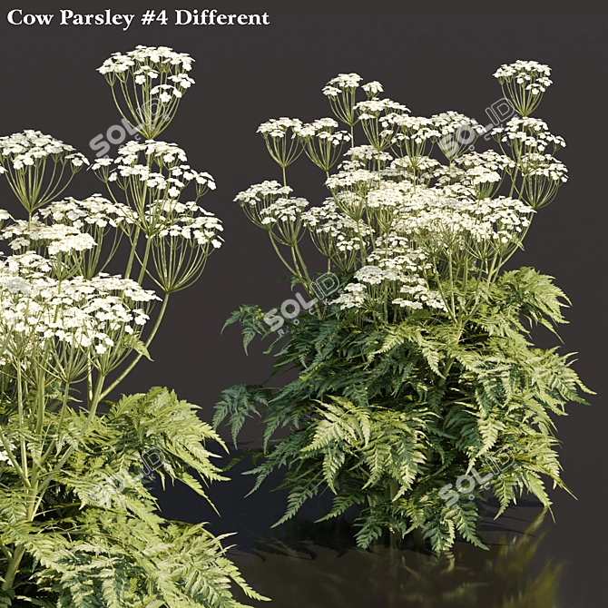 Delicate Cow Parsley Plants Set 3D model image 1