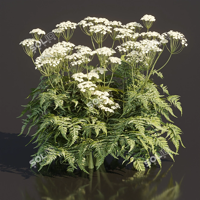Delicate Cow Parsley Plants Set 3D model image 2