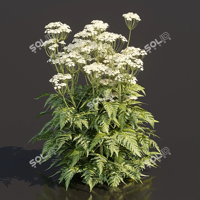 Delicate Cow Parsley Plants Set 3D model image 3