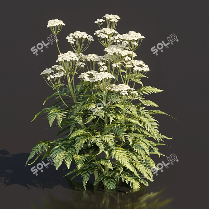Delicate Cow Parsley Plants Set 3D model image 5