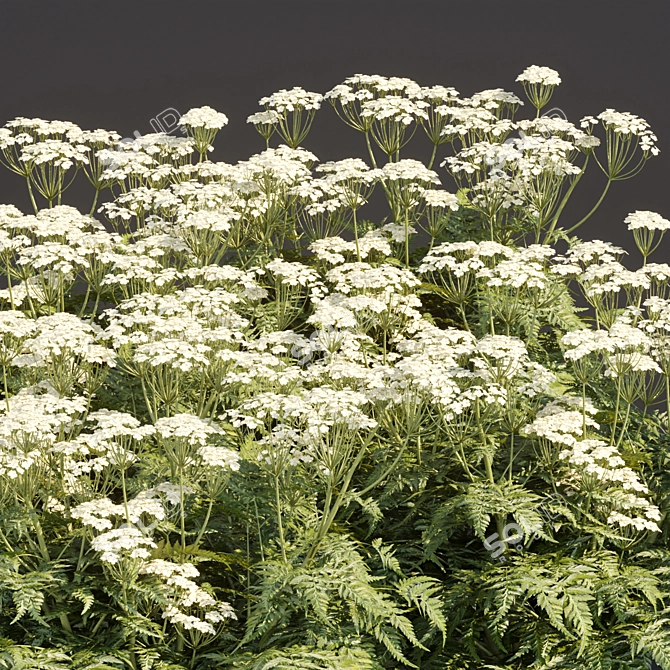 Delicate Cow Parsley Plants Set 3D model image 6