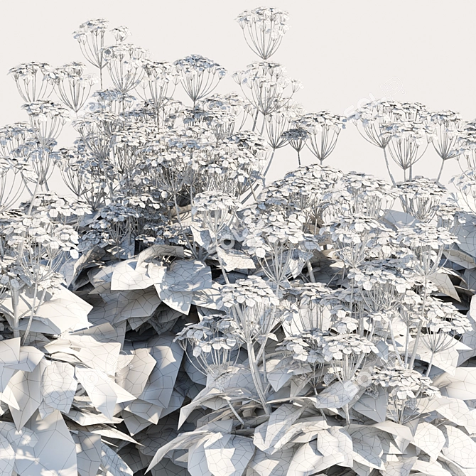 Delicate Cow Parsley Plants Set 3D model image 7