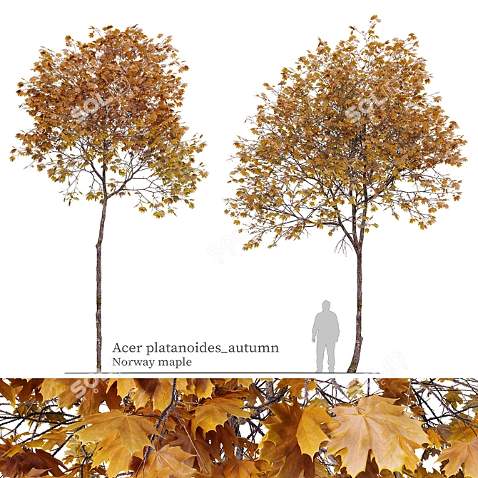 Autumn Norway Maple Tree Pair 3D model image 1