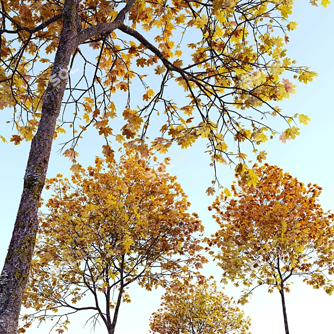 Autumn Norway Maple Tree Pair 3D model image 2