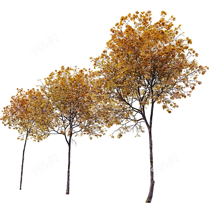 Autumn Norway Maple Tree Pair 3D model image 3