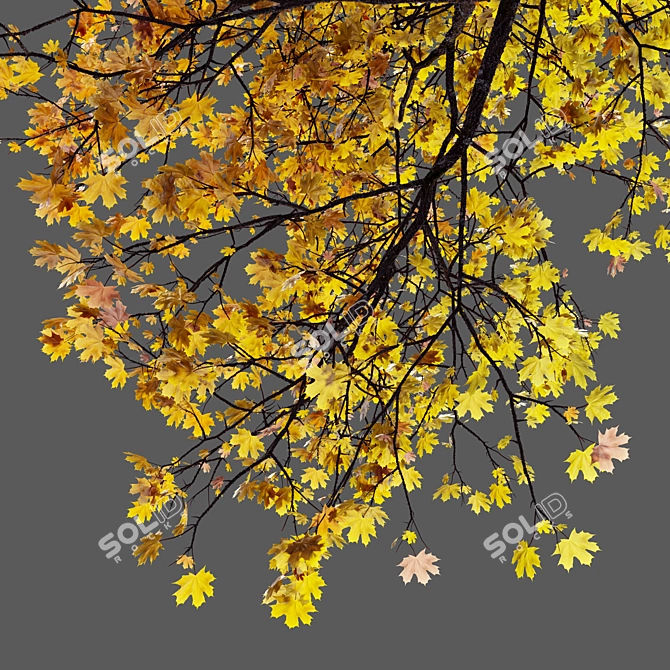 Autumn Norway Maple Tree Pair 3D model image 4