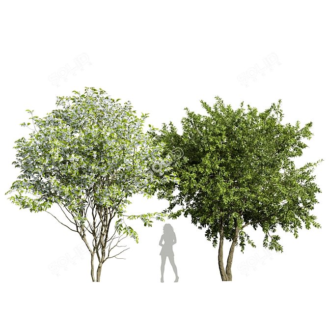 3D Water Gum & Amelanchier Models 3D model image 7