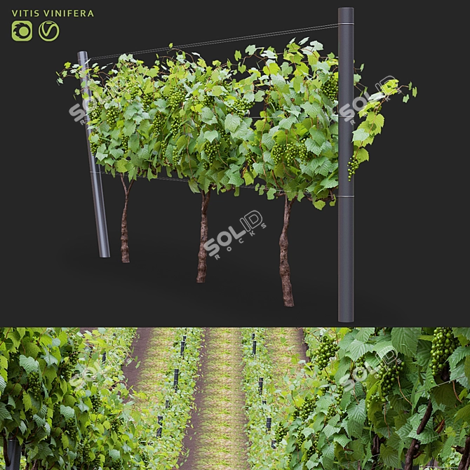 Cultivated Grape Vitis Vinifera Set 3D model image 1