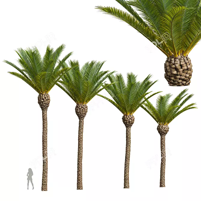 Majestic Phoenix Canariensis Decorative Palm 3D model image 1