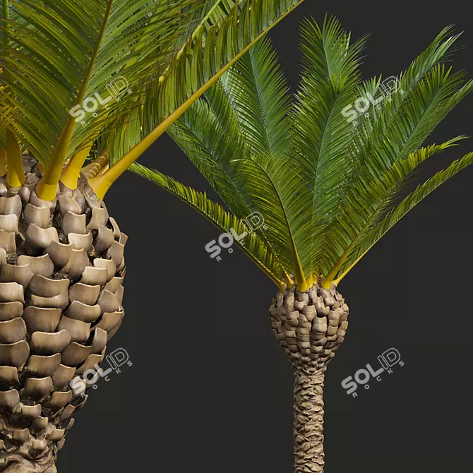 Majestic Phoenix Canariensis Decorative Palm 3D model image 2