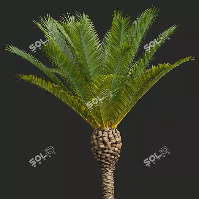 Majestic Phoenix Canariensis Decorative Palm 3D model image 3