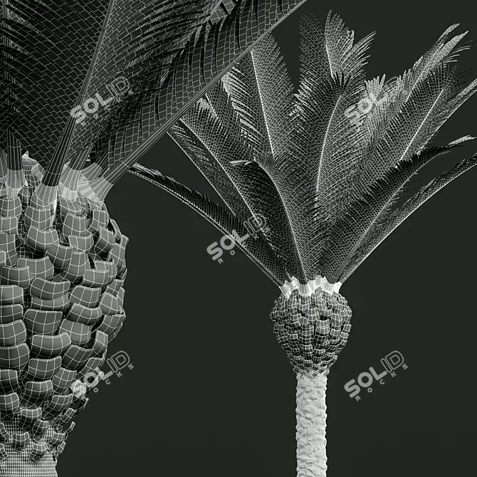 Majestic Phoenix Canariensis Decorative Palm 3D model image 5