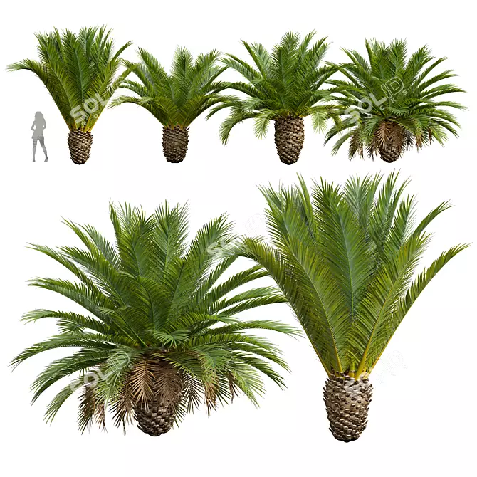 Canary Palm 3D Model Collection 3D model image 1