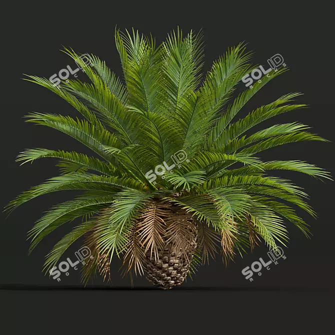 Canary Palm 3D Model Collection 3D model image 2