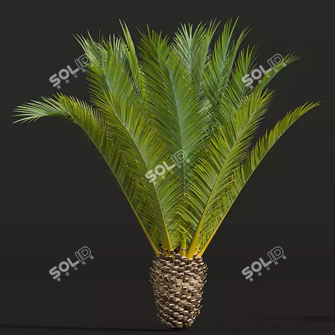 Canary Palm 3D Model Collection 3D model image 3