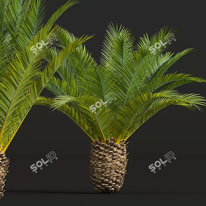 Canary Palm 3D Model Collection 3D model image 4