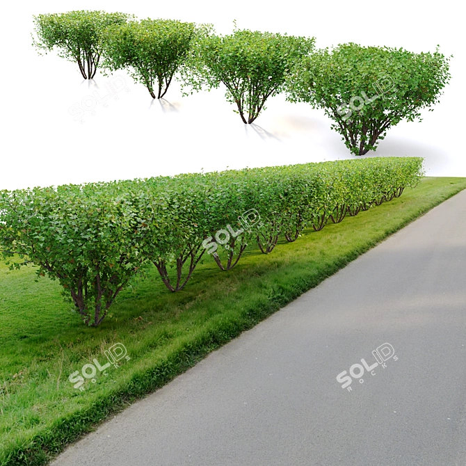 Rectangular Hedge Bush Set - 1.5m 3D model image 4