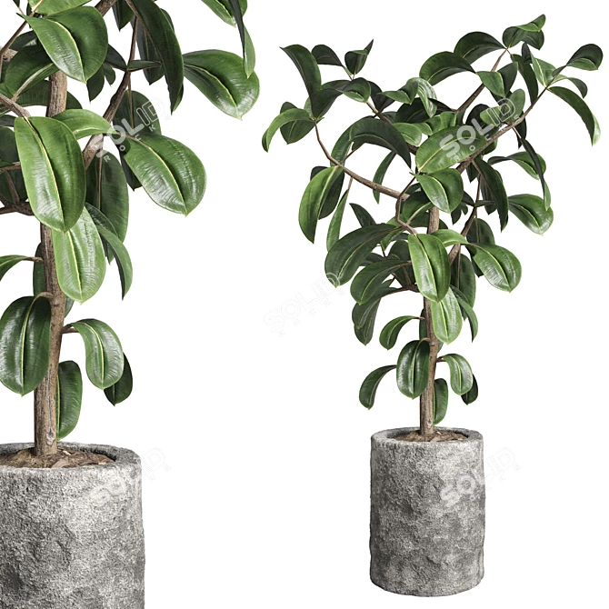 Ficus Rubber Plant Stone Vase 3D model image 1