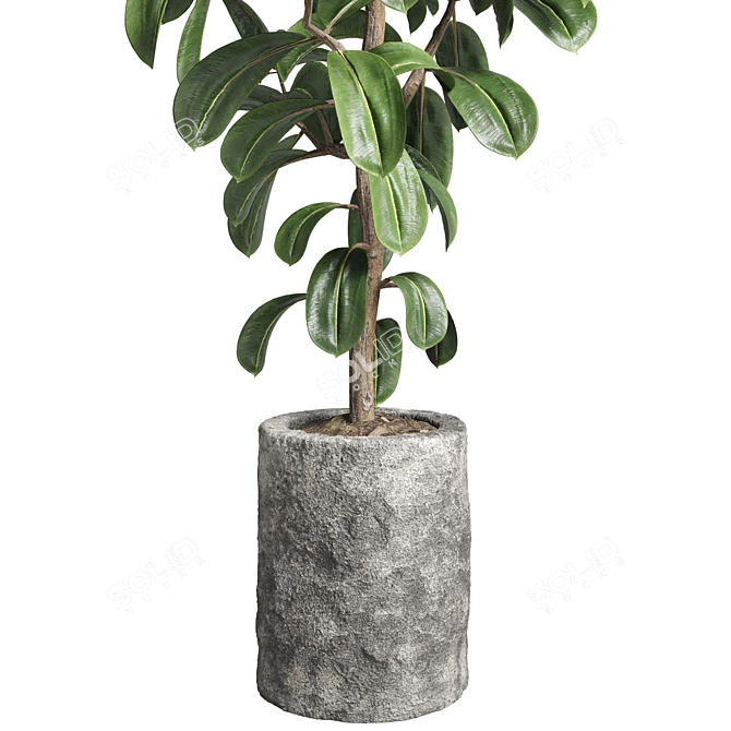 Ficus Rubber Plant Stone Vase 3D model image 2