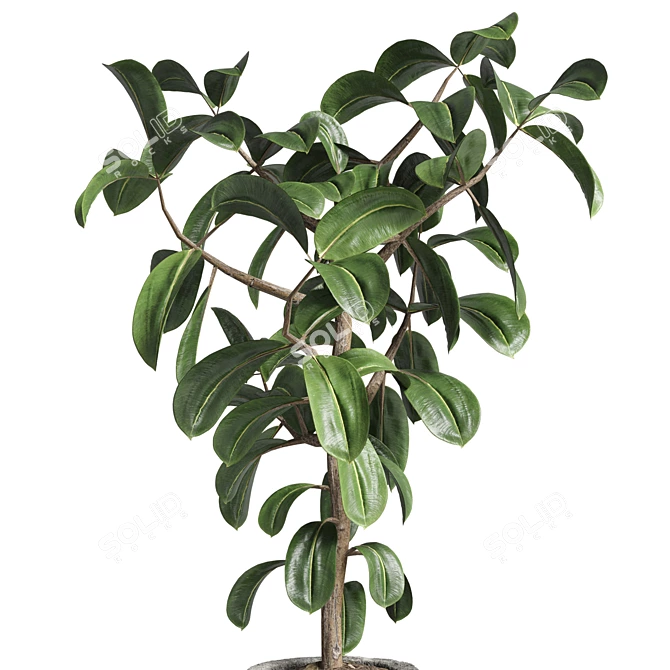 Ficus Rubber Plant Stone Vase 3D model image 3