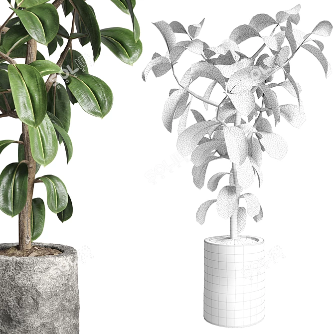 Ficus Rubber Plant Stone Vase 3D model image 4