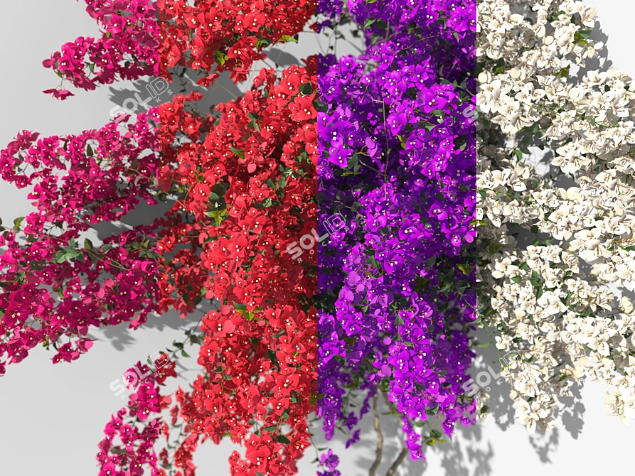 Bougainvillea Decorative Shrubs Kit 3D model image 2