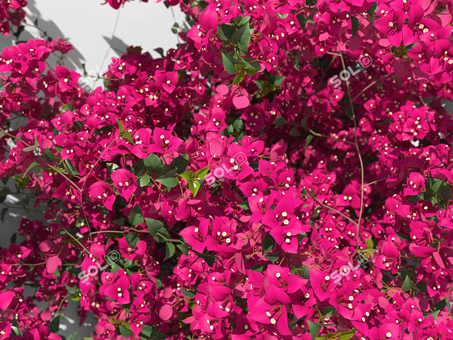 Bougainvillea Decorative Shrubs Kit 3D model image 3