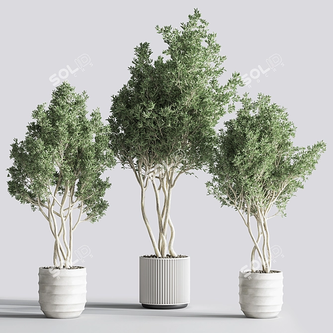 Botanical Modern Indoor Plant Set 3D model image 2