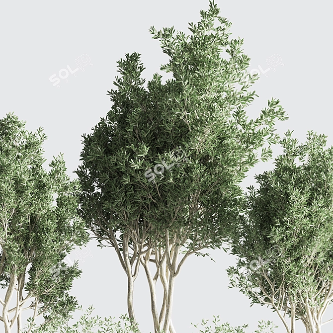 Botanical Modern Indoor Plant Set 3D model image 6