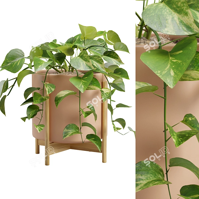 Silvery Pothos Plant Vines Render 3D model image 3