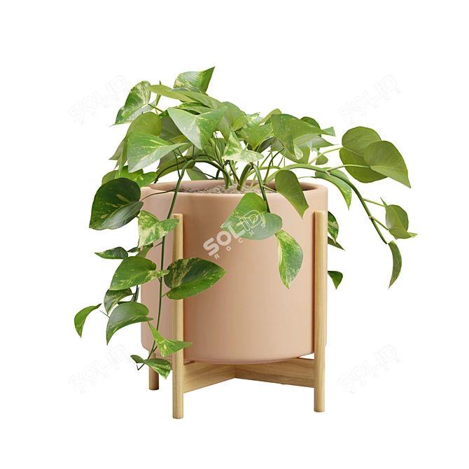 Silvery Pothos Plant Vines Render 3D model image 5