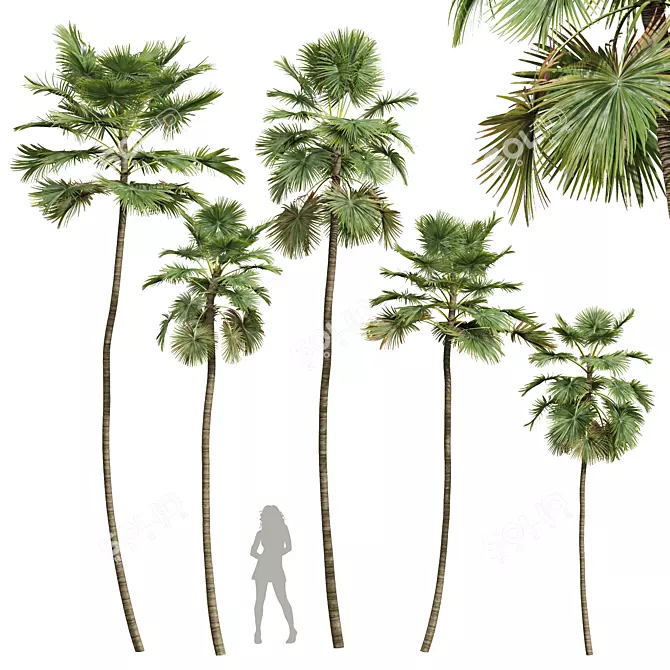 Detailed Saribus Rotundifolius 3D Models 3D model image 1