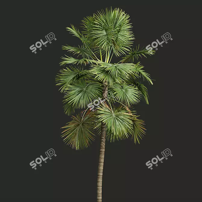 Detailed Saribus Rotundifolius 3D Models 3D model image 2